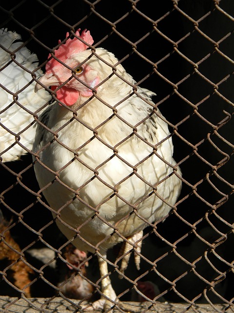 孙兴慜战温哥华白浪数据：梅开二度绝平比分，点球大战失点